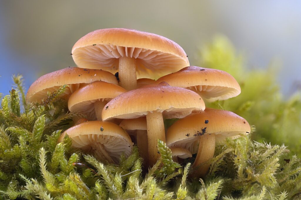 mushrooms, macro, close up-8385010.jpg